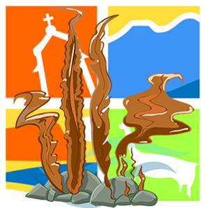 Algas Pardas Región de Arica y Parinacota